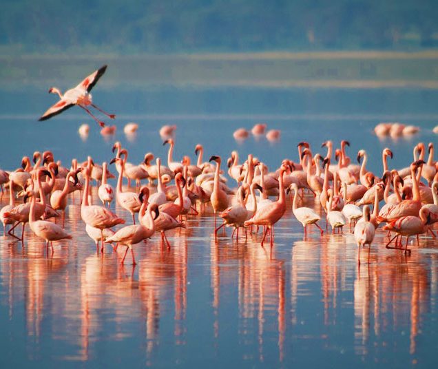 Ngorongoro Crater