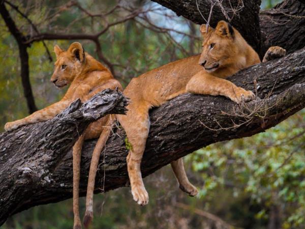 Lake Manyara National Park